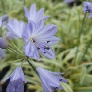 Agapanthus 'Golden Drop' ---